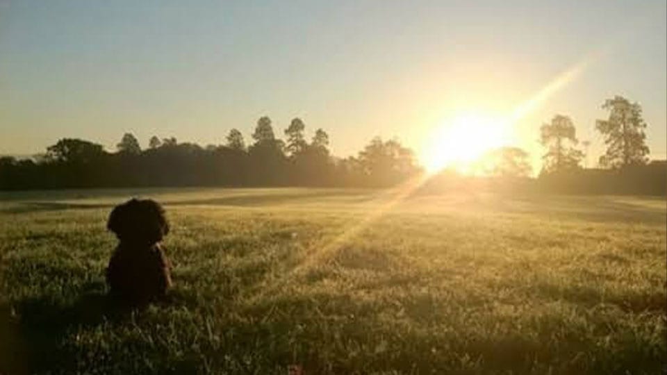 Dog Field Heartspace Meditation