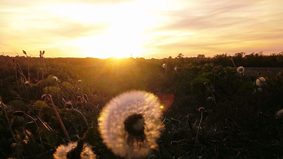 Field of seeds and flowers sunset Heartspace Meditation