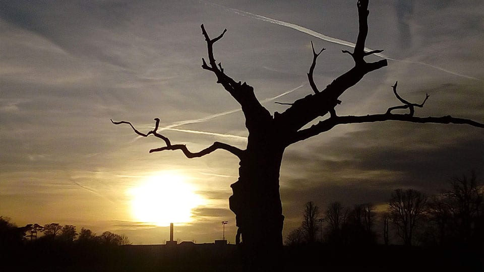 Tree Silhouette sunset Heartspace Meditation 1920x540